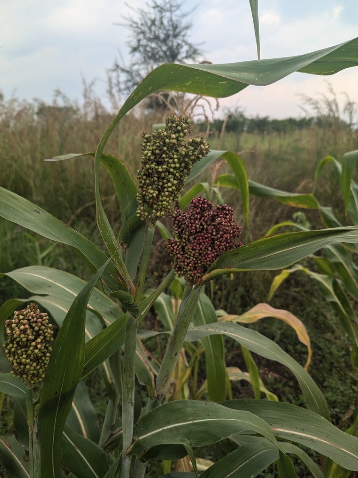 AS212R Grain Sorghum