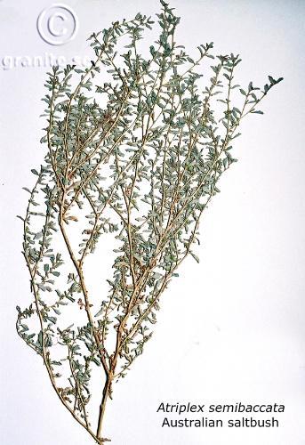 Australian saltbush