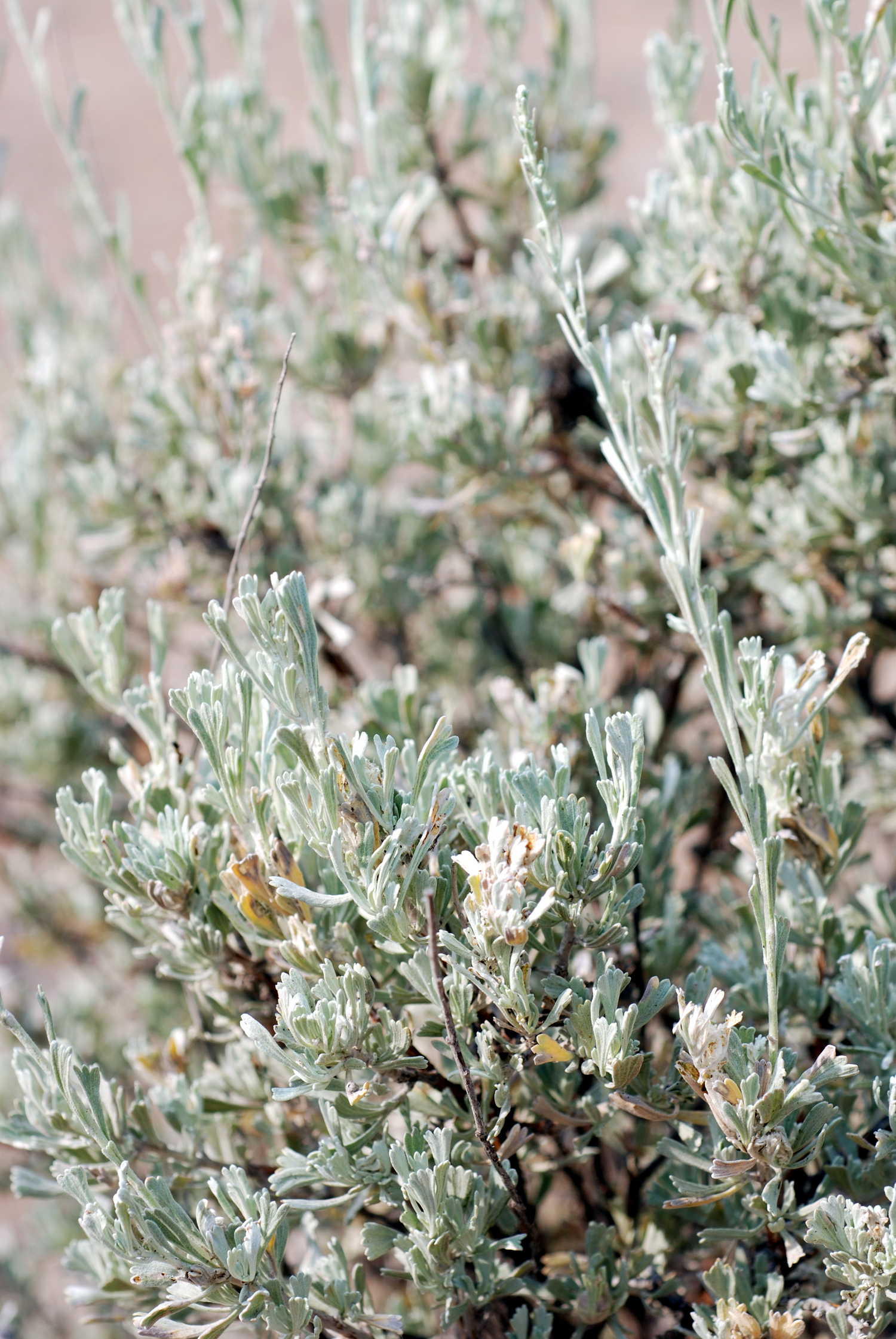 Basin big sagebrush