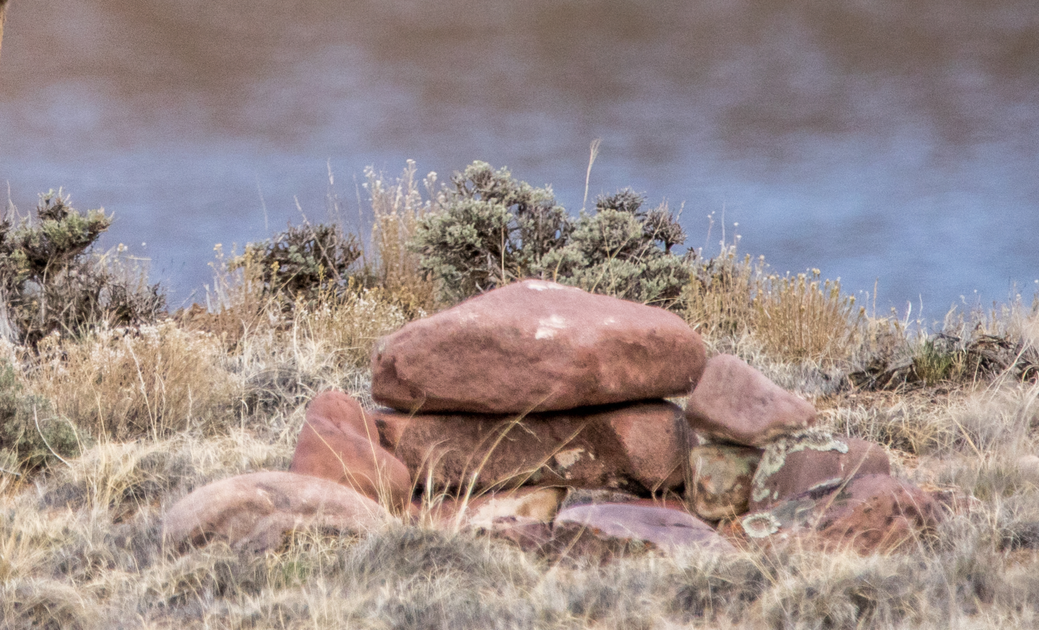 Black sagebrush