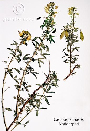 Bladderpod
