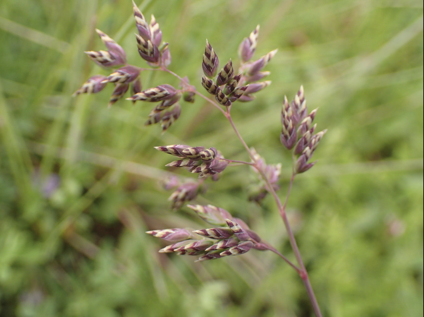 Alpine bluegrass
