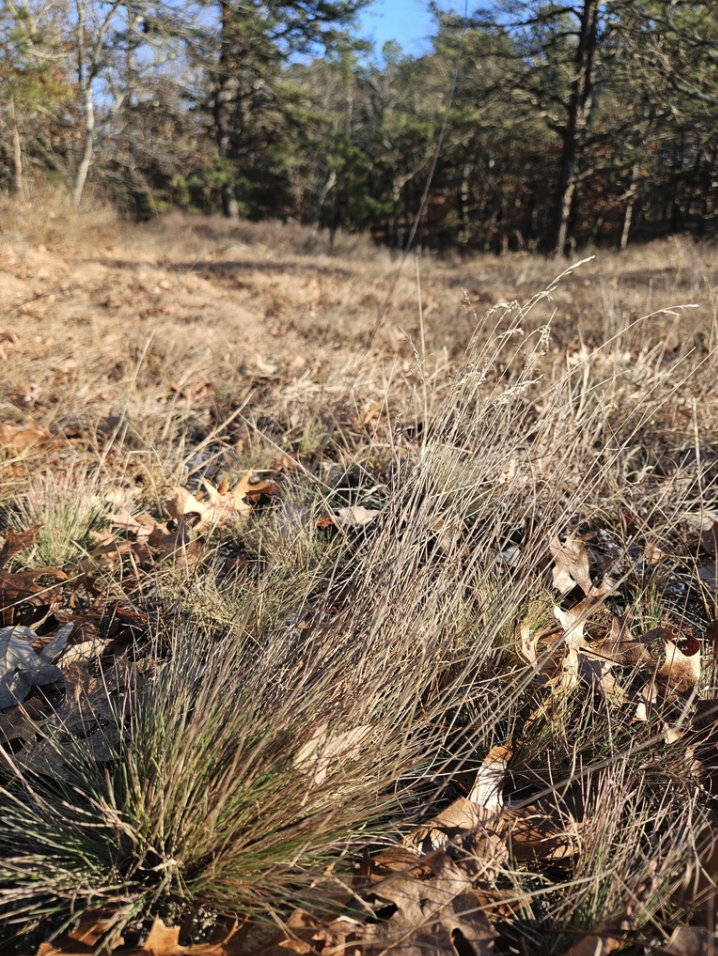Hard fescue