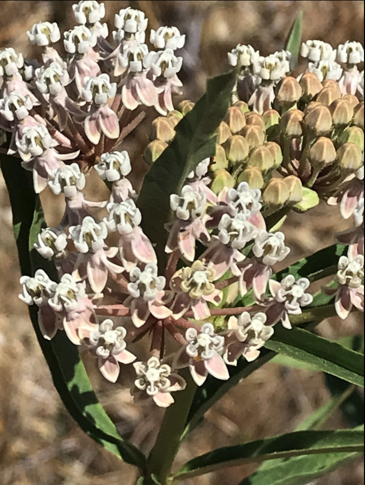 Narrowleaf milkweed