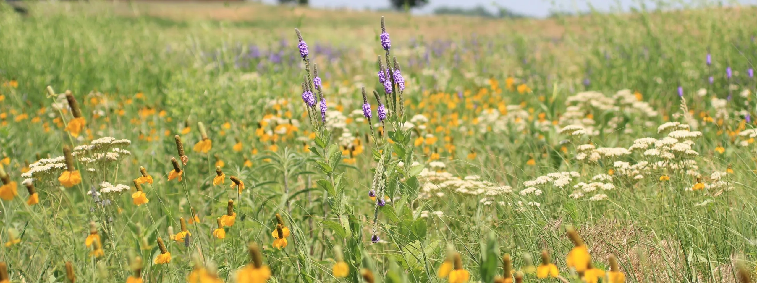 Honey Bee Wildflower Mix