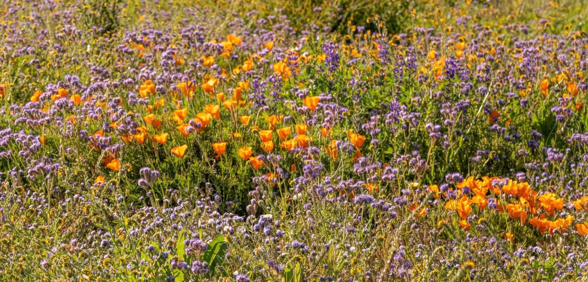 NorCal Native Wildflower Mix