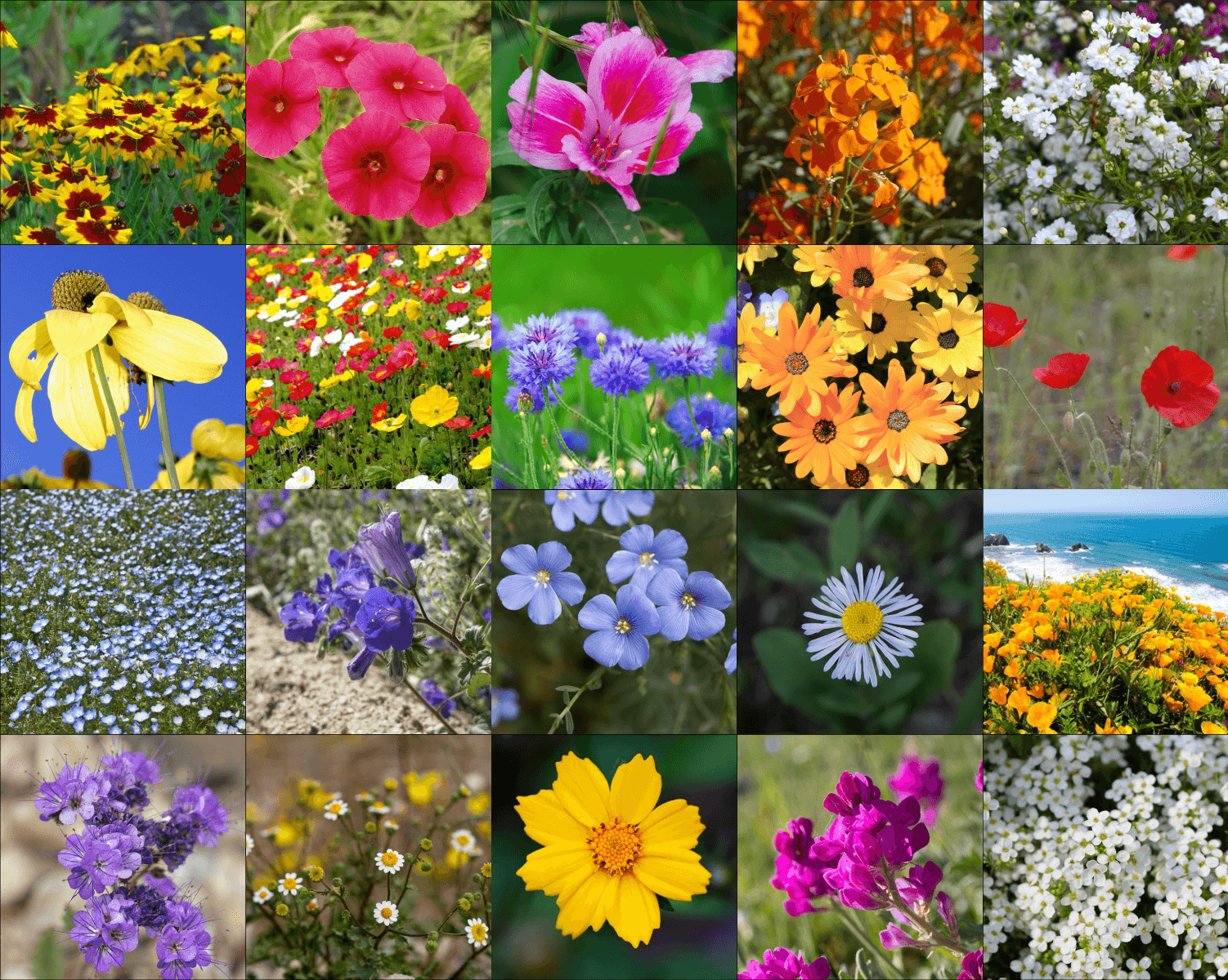 Low Profile Wildflower Mix