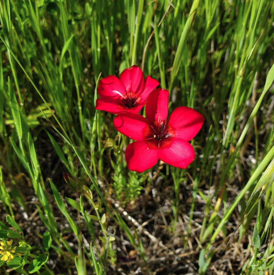 Flax, Scarlet