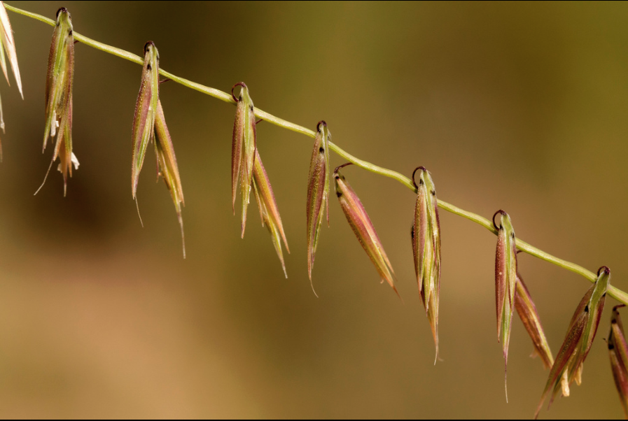 Sideoats grama