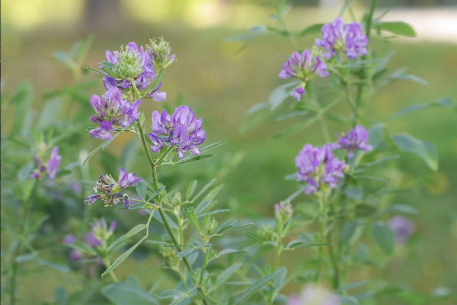 Dynamo Alfalfa